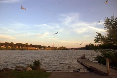 Bird flying over river