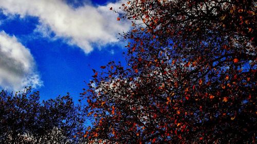 Low angle view of trees against sky