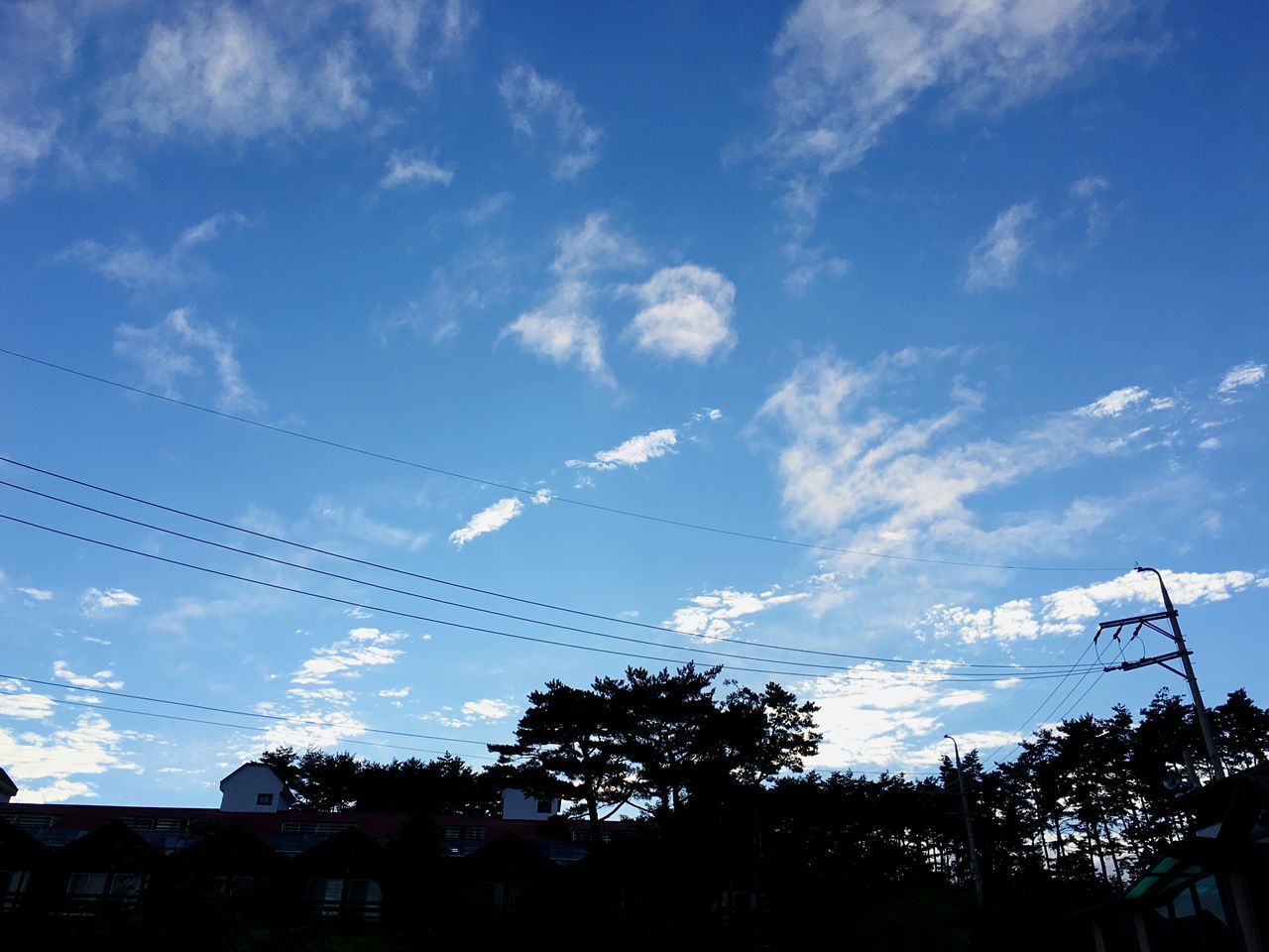 LOW ANGLE VIEW OF SILHOUETTE TREES AND PLANTS AGAINST SKY