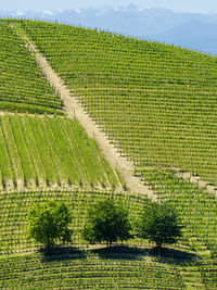 Scenic view of vineyard against sky