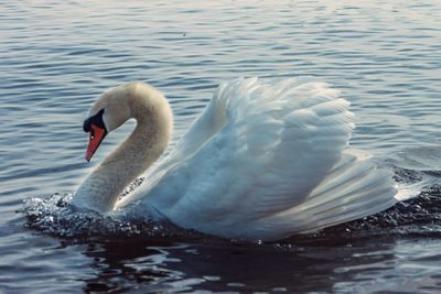 Swan swimming in lake