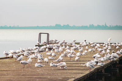 Flock of seagulls on a dock of a lake