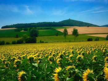 Sunflower field against sky