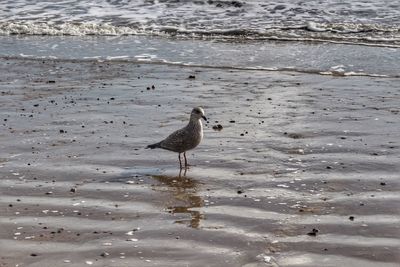 Seagull perching on a beach