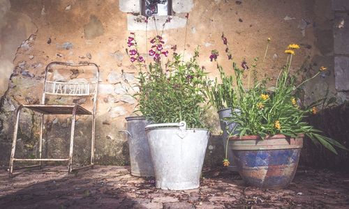 Potted plants by wall