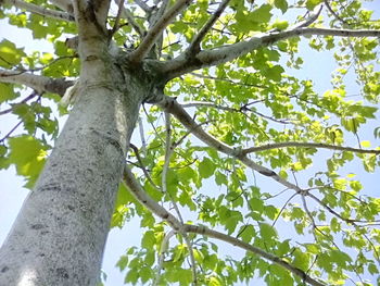 Low angle view of trees