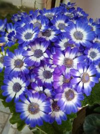 High angle view of purple flowering plants