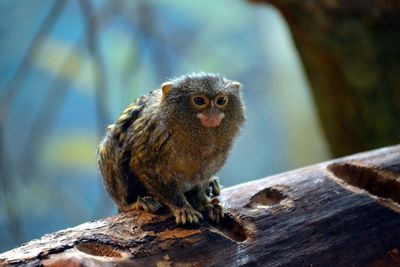 Close-up of owl perching on wood