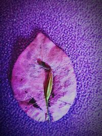 Close-up of insect on purple flower