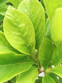 Full frame shot of green leaf