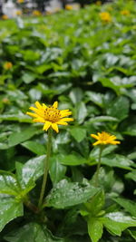 Close-up of yellow flowering plant