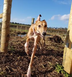 Portrait of dog against sky