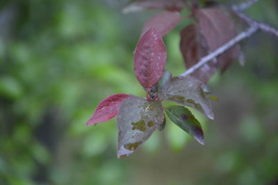 Close-up of water drops on plant