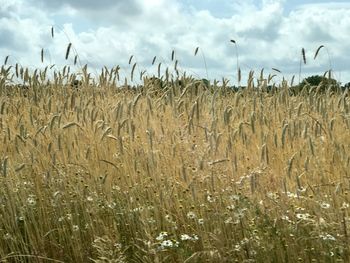 Scenic view of wheat field against sky