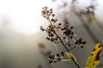 Close-up of flower buds