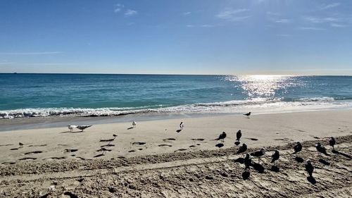 Seagulls on beach