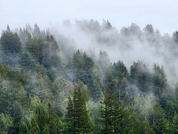 Pine trees in forest against sky and amongst the fog