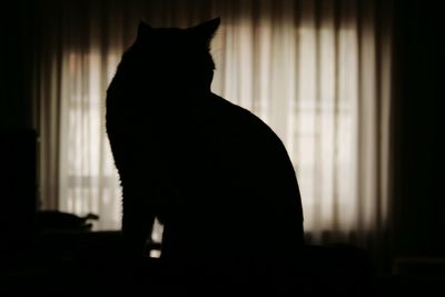 Close-up of silhouette cat sitting against window