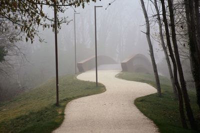 Trees in park