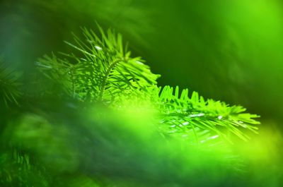 Close-up of pine tree leaves