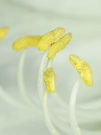 Close-up of white flower