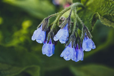 Close-up of purple flowering plant