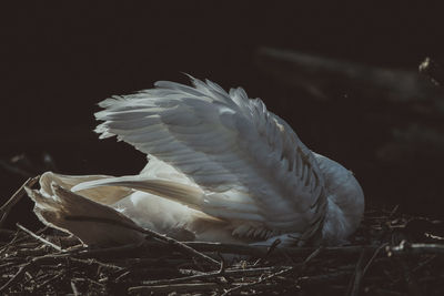 Close-up of bird flying