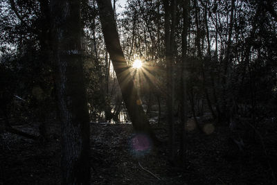 Sunlight falling on trees in forest