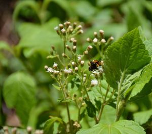 Close-up of ladybug on plant