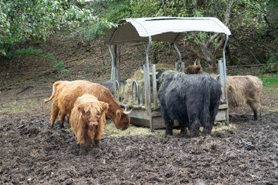 Galloway cattle in a field