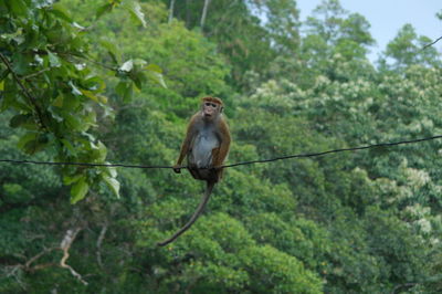 Monkey in a forest