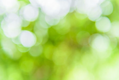 Defocused image of tree