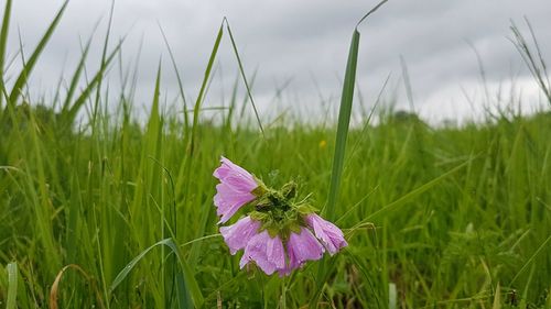 Close-up of purple flower on field