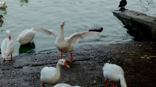 Birds in water