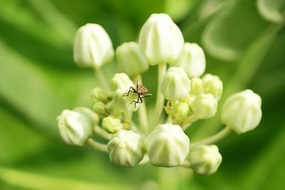 Beautiful bug on the crown flower.