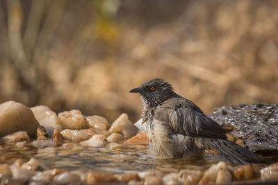 Close-up of bird perching on rock