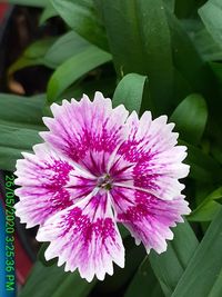 Close-up of pink flower