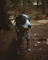 Dog looking away on field