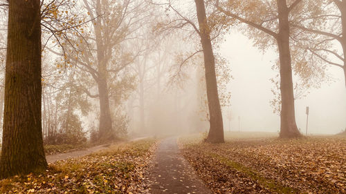 Road amidst trees during autumn