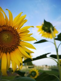 Close-up of sunflower against sky