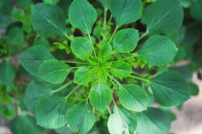 Close-up of green leaves