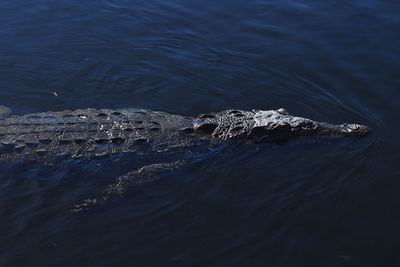 Close-up of crocodile 