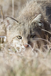 Close-up portrait of a cat