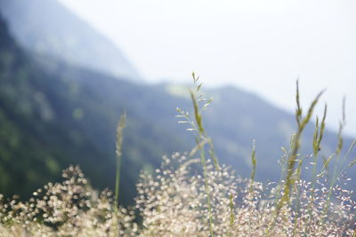 Close-up of plants growing on field