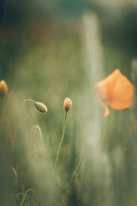 Close-up of orange poppy on field