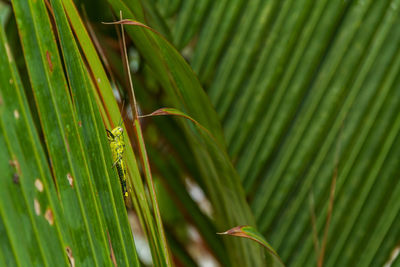 Close-up of insect on green leaves