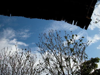 Low angle view of flower tree against sky