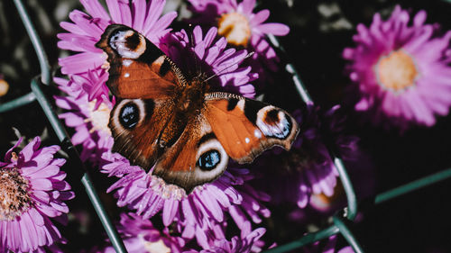 Close-up of butterfly pollinating on pink flower