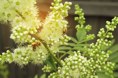 Close-up of bee on flower