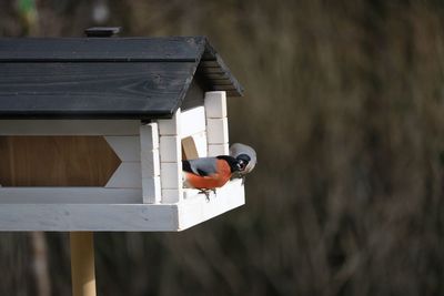 Close-up of bird perching on birdhouse